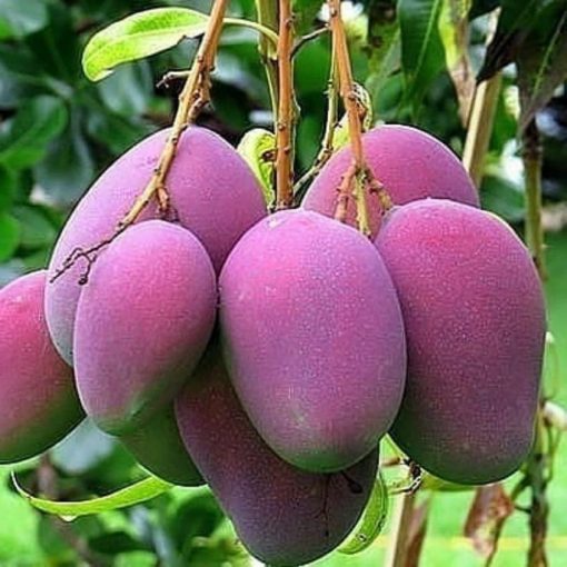 jual tanaman mangga irwin ungu unggulan Ngawi