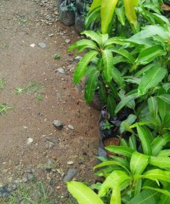 jual tanaman mangga irwin ungu unggulan Tapanuli Tengah