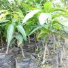 jual tanaman mangga kelapa siap berbuah Trenggalek