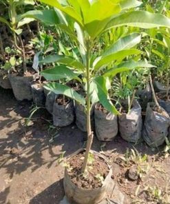 jual tanaman mangga Kepulauan Selayar