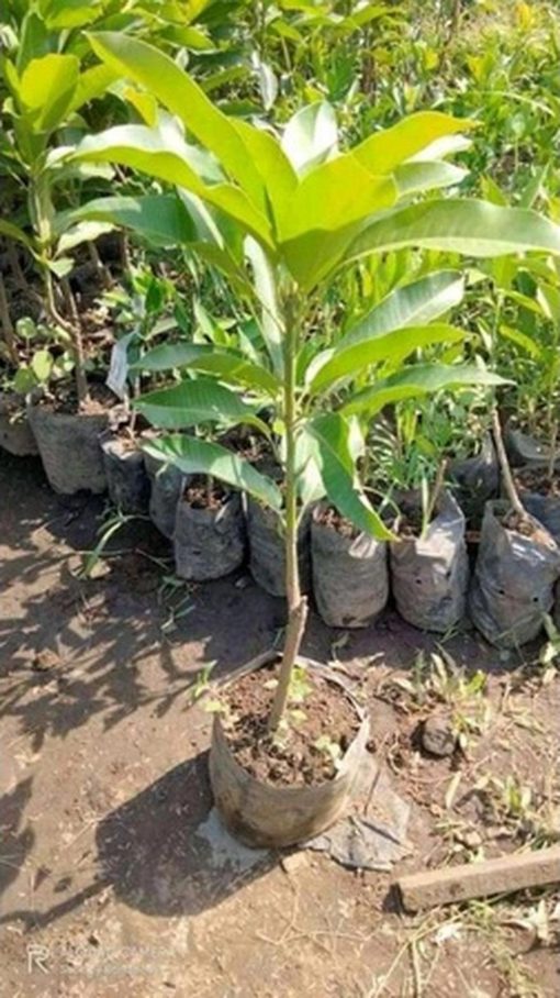 jual tanaman mangga Kepulauan Selayar