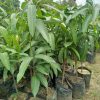jual tanaman mangga kio jay super Kolaka