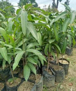 jual tanaman mangga kio jay super Kolaka