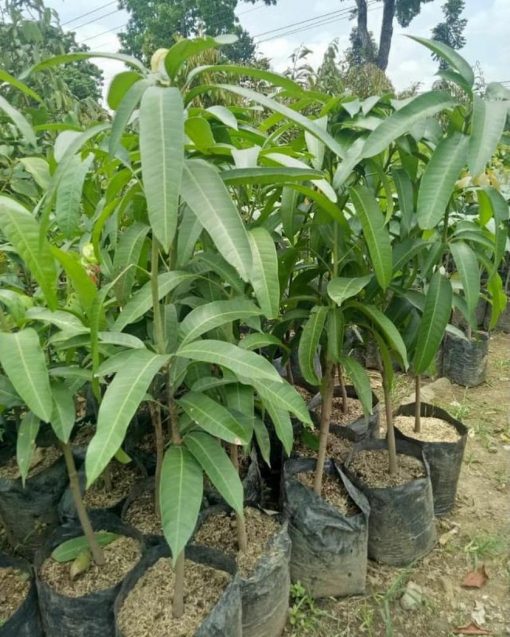 jual tanaman mangga kio jay super Kolaka