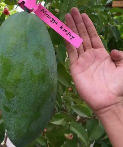 jual tanaman mangga kio jay super Muaro Jambi