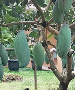 jual tanaman mangga kio jay super