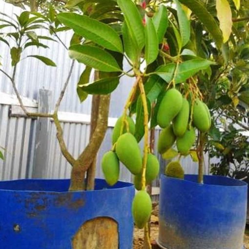 jual tanaman mangga kiojay Kepulauan Anambas