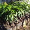 jual tanaman mangga kiojay okulasi jumbo Buol