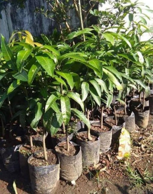 jual tanaman mangga kiojay okulasi jumbo Buol