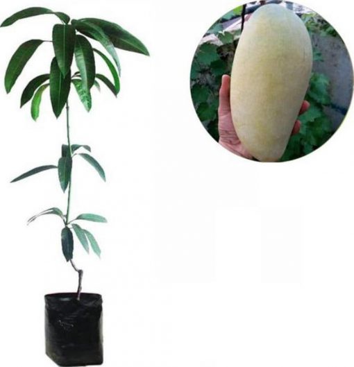 jual tanaman mangga kiojay Puncak