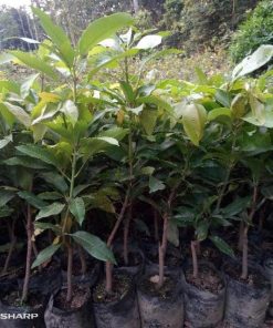 jual tanaman mangga kiojay thailand jumbo hasil stek okulasi cepat berbuah Tapin