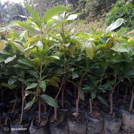 jual tanaman mangga kiojay thailand jumbo hasil stek okulasi cepat berbuah Tapin