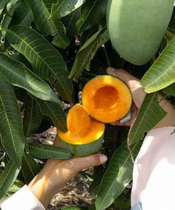 jual tanaman mangga klonal Simalungun