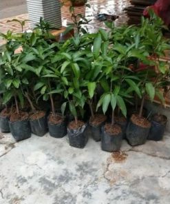 jual tanaman mangga klonal Solok Selatan