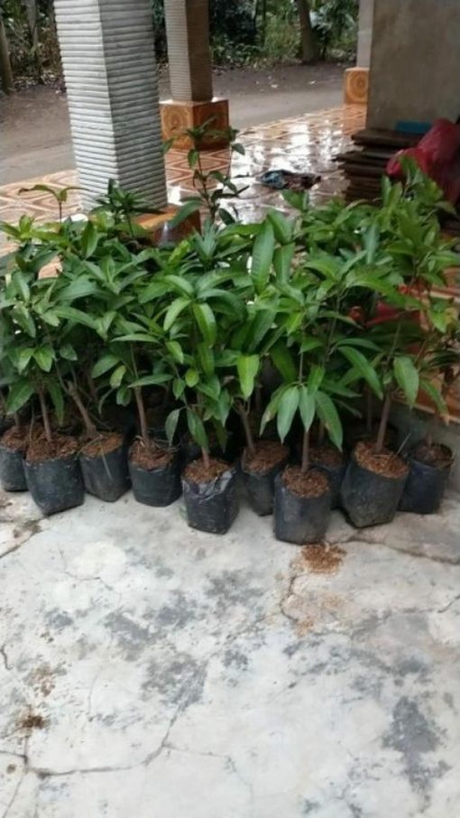 jual tanaman mangga klonal Solok Selatan