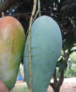 jual tanaman mangga kyojai Parigi Moutong