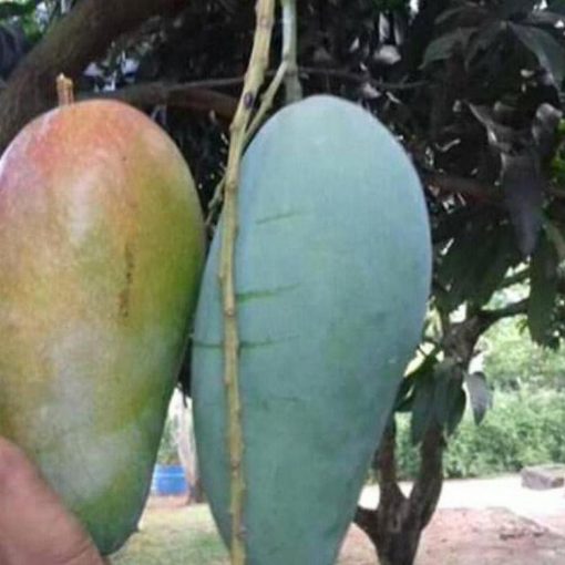 jual tanaman mangga kyojai Parigi Moutong