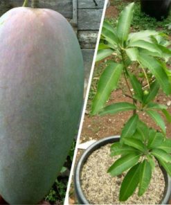 jual tanaman mangga kyojai Pemalang