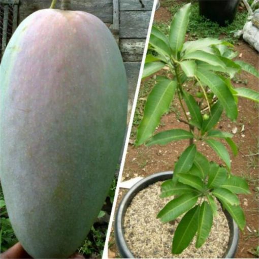 jual tanaman mangga kyojai Pemalang