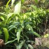 jual tanaman mangga kyojay genjah Pangkajene Kepulauan