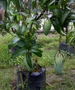 jual tanaman mangga kyojay jumbo super manis Batanghari