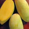 jual tanaman mangga kyojay jumbo super manis Tanjung Pinang