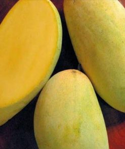 jual tanaman mangga kyojay jumbo super manis Tanjung Pinang