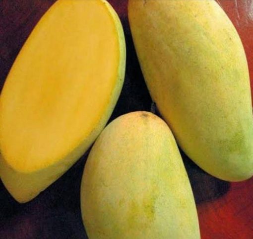 jual tanaman mangga kyojay jumbo super manis Tanjung Pinang