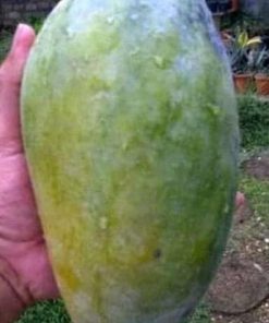 jual tanaman mangga kyojay Merauke