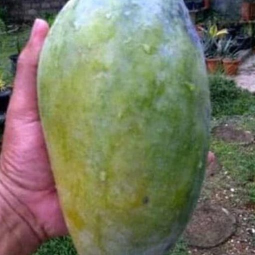 jual tanaman mangga kyojay Merauke