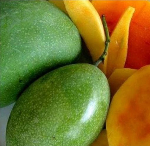 jual tanaman mangga madu Lanny Jaya