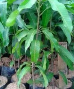 jual tanaman mangga mahatir Aceh Besar