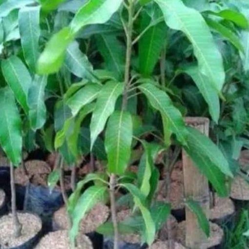 jual tanaman mangga mahatir Aceh Besar