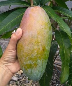 jual tanaman mangga mahatir asli hasil okulasi Ambon