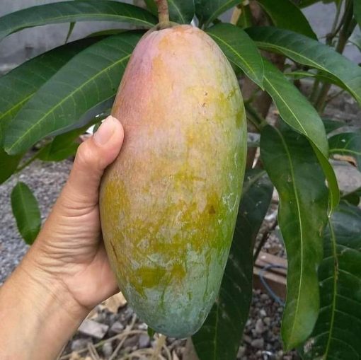 jual tanaman mangga mahatir asli hasil okulasi Ambon