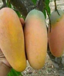 jual tanaman mangga mahatir asli hasil okulasi Majene