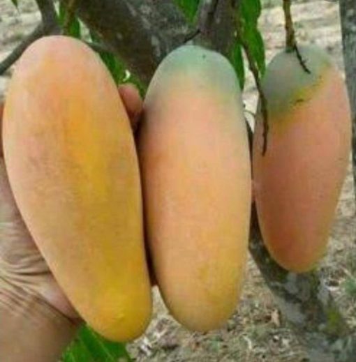 jual tanaman mangga mahatir asli hasil okulasi Majene