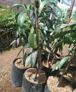 jual tanaman mangga mahatir asli hasil okulasi Tanjung Pinang