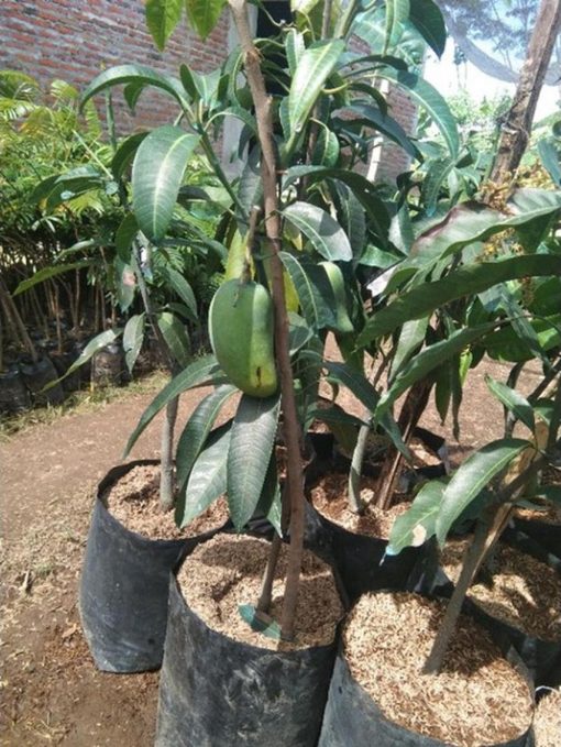 jual tanaman mangga mahatir asli hasil okulasi Tanjung Pinang