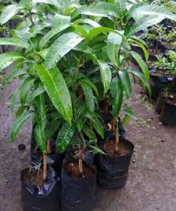 jual tanaman mangga mahatir berkualitas Sragen