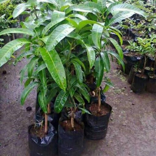 jual tanaman mangga mahatir berkualitas Sragen