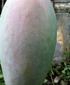 jual tanaman mangga mahatir jumbo super mangg impor Aceh Timur