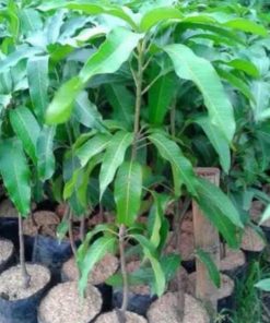 jual tanaman mangga mahatir jumbo super mangg impor Kepulauan Talaud