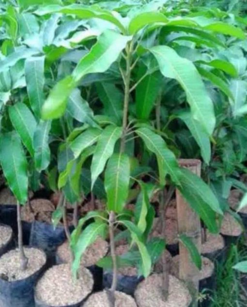 jual tanaman mangga mahatir jumbo super mangg impor Kepulauan Talaud