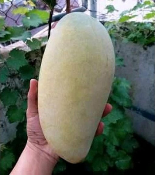 jual tanaman mangga mahatir super asli cepat berbuah bisa tanam dipot Bengkayang