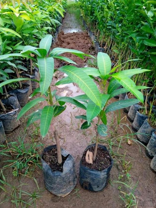 jual tanaman mangga mahatir super asli cepat berbuah bisa tanam dipot Berau