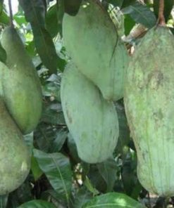 jual tanaman mangga mahatir super unggul Bangka