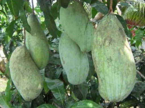 jual tanaman mangga mahatir super unggul Bangka