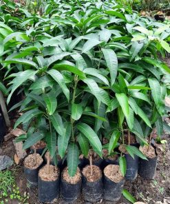 jual tanaman mangga mahatir super unggul Cimahi