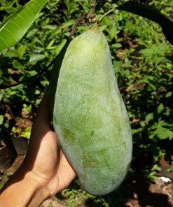 jual tanaman mangga mahatir super unggul Probolinggo